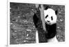 China 10MKm2 Collection - Giant Panda Baby-Philippe Hugonnard-Framed Photographic Print