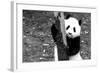 China 10MKm2 Collection - Giant Panda Baby-Philippe Hugonnard-Framed Photographic Print