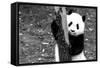 China 10MKm2 Collection - Giant Panda Baby-Philippe Hugonnard-Framed Stretched Canvas