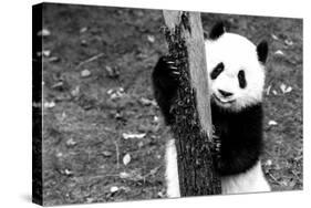 China 10MKm2 Collection - Giant Panda Baby-Philippe Hugonnard-Stretched Canvas