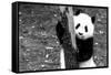 China 10MKm2 Collection - Giant Panda Baby-Philippe Hugonnard-Framed Stretched Canvas