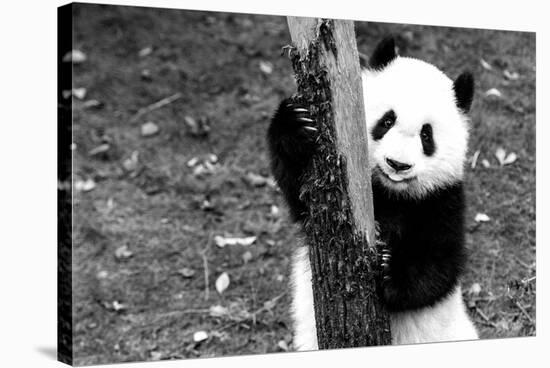 China 10MKm2 Collection - Giant Panda Baby-Philippe Hugonnard-Stretched Canvas