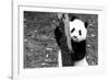 China 10MKm2 Collection - Giant Panda Baby-Philippe Hugonnard-Framed Photographic Print