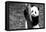 China 10MKm2 Collection - Giant Panda Baby-Philippe Hugonnard-Framed Stretched Canvas