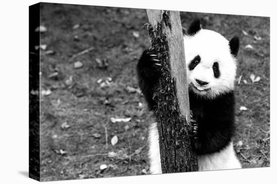 China 10MKm2 Collection - Giant Panda Baby-Philippe Hugonnard-Stretched Canvas