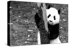 China 10MKm2 Collection - Giant Panda Baby-Philippe Hugonnard-Stretched Canvas