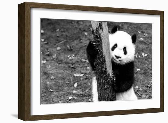 China 10MKm2 Collection - Giant Panda Baby-Philippe Hugonnard-Framed Photographic Print