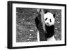 China 10MKm2 Collection - Giant Panda Baby-Philippe Hugonnard-Framed Photographic Print