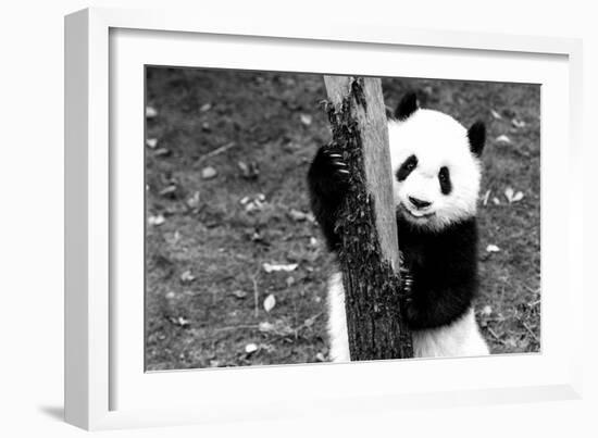 China 10MKm2 Collection - Giant Panda Baby-Philippe Hugonnard-Framed Photographic Print