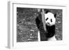 China 10MKm2 Collection - Giant Panda Baby-Philippe Hugonnard-Framed Photographic Print