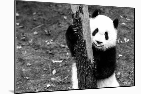 China 10MKm2 Collection - Giant Panda Baby-Philippe Hugonnard-Mounted Photographic Print