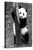 China 10MKm2 Collection - Giant Panda Baby-Philippe Hugonnard-Stretched Canvas