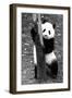 China 10MKm2 Collection - Giant Panda Baby-Philippe Hugonnard-Framed Photographic Print