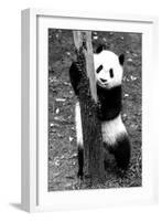 China 10MKm2 Collection - Giant Panda Baby-Philippe Hugonnard-Framed Photographic Print