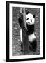 China 10MKm2 Collection - Giant Panda Baby-Philippe Hugonnard-Framed Photographic Print