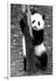 China 10MKm2 Collection - Giant Panda Baby-Philippe Hugonnard-Framed Photographic Print