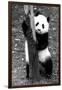 China 10MKm2 Collection - Giant Panda Baby-Philippe Hugonnard-Framed Photographic Print