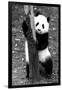 China 10MKm2 Collection - Giant Panda Baby-Philippe Hugonnard-Framed Photographic Print