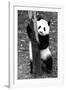 China 10MKm2 Collection - Giant Panda Baby-Philippe Hugonnard-Framed Photographic Print