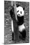 China 10MKm2 Collection - Giant Panda Baby-Philippe Hugonnard-Mounted Photographic Print