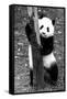 China 10MKm2 Collection - Giant Panda Baby-Philippe Hugonnard-Framed Stretched Canvas