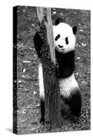 China 10MKm2 Collection - Giant Panda Baby-Philippe Hugonnard-Stretched Canvas