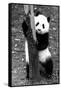 China 10MKm2 Collection - Giant Panda Baby-Philippe Hugonnard-Framed Stretched Canvas