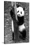 China 10MKm2 Collection - Giant Panda Baby-Philippe Hugonnard-Stretched Canvas