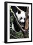 China 10MKm2 Collection - Giant Panda Baby-Philippe Hugonnard-Framed Photographic Print