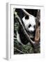 China 10MKm2 Collection - Giant Panda Baby-Philippe Hugonnard-Framed Photographic Print