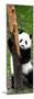 China 10MKm2 Collection - Giant Panda Baby-Philippe Hugonnard-Mounted Photographic Print