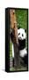 China 10MKm2 Collection - Giant Panda Baby-Philippe Hugonnard-Framed Stretched Canvas