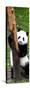 China 10MKm2 Collection - Giant Panda Baby-Philippe Hugonnard-Stretched Canvas