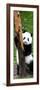 China 10MKm2 Collection - Giant Panda Baby-Philippe Hugonnard-Framed Photographic Print