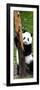 China 10MKm2 Collection - Giant Panda Baby-Philippe Hugonnard-Framed Photographic Print