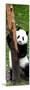 China 10MKm2 Collection - Giant Panda Baby-Philippe Hugonnard-Mounted Photographic Print