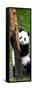 China 10MKm2 Collection - Giant Panda Baby-Philippe Hugonnard-Framed Stretched Canvas