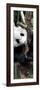 China 10MKm2 Collection - Giant Panda Baby-Philippe Hugonnard-Framed Photographic Print