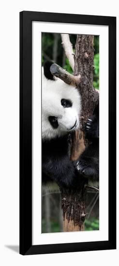 China 10MKm2 Collection - Giant Panda Baby-Philippe Hugonnard-Framed Photographic Print