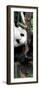 China 10MKm2 Collection - Giant Panda Baby-Philippe Hugonnard-Framed Photographic Print