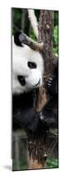 China 10MKm2 Collection - Giant Panda Baby-Philippe Hugonnard-Mounted Photographic Print