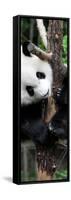 China 10MKm2 Collection - Giant Panda Baby-Philippe Hugonnard-Framed Stretched Canvas