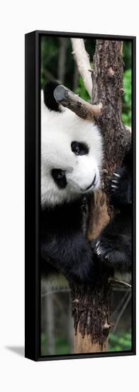 China 10MKm2 Collection - Giant Panda Baby-Philippe Hugonnard-Framed Stretched Canvas