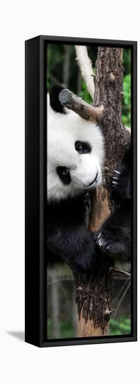 China 10MKm2 Collection - Giant Panda Baby-Philippe Hugonnard-Framed Stretched Canvas