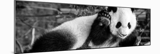 China 10MKm2 Collection - Giant Panda Baby-Philippe Hugonnard-Mounted Photographic Print