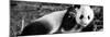 China 10MKm2 Collection - Giant Panda Baby-Philippe Hugonnard-Mounted Photographic Print