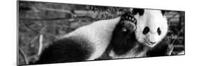 China 10MKm2 Collection - Giant Panda Baby-Philippe Hugonnard-Mounted Photographic Print