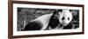 China 10MKm2 Collection - Giant Panda Baby-Philippe Hugonnard-Framed Photographic Print