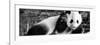 China 10MKm2 Collection - Giant Panda Baby-Philippe Hugonnard-Framed Premium Photographic Print