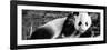 China 10MKm2 Collection - Giant Panda Baby-Philippe Hugonnard-Framed Premium Photographic Print